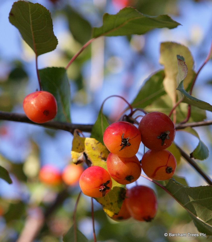 Malus Rudolph (Crab Apple Rudolph) Tree for Sale - Barcham Trees