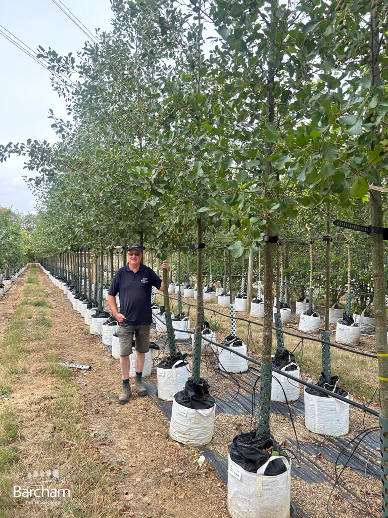 2026 Medium-sized Common Alder trees
