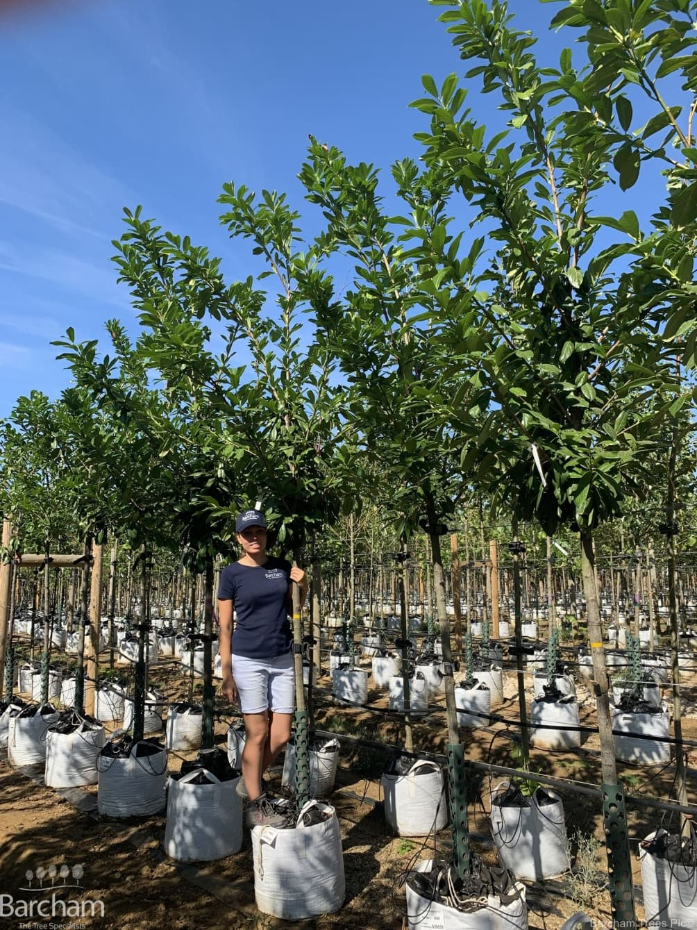 Prunus Laurocerasus Novita Cherry Laurel Barcham Trees