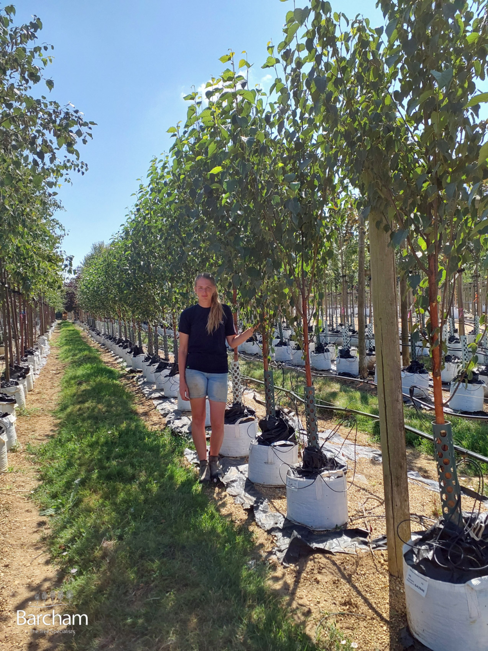 Betula ermanii Holland - Medium size