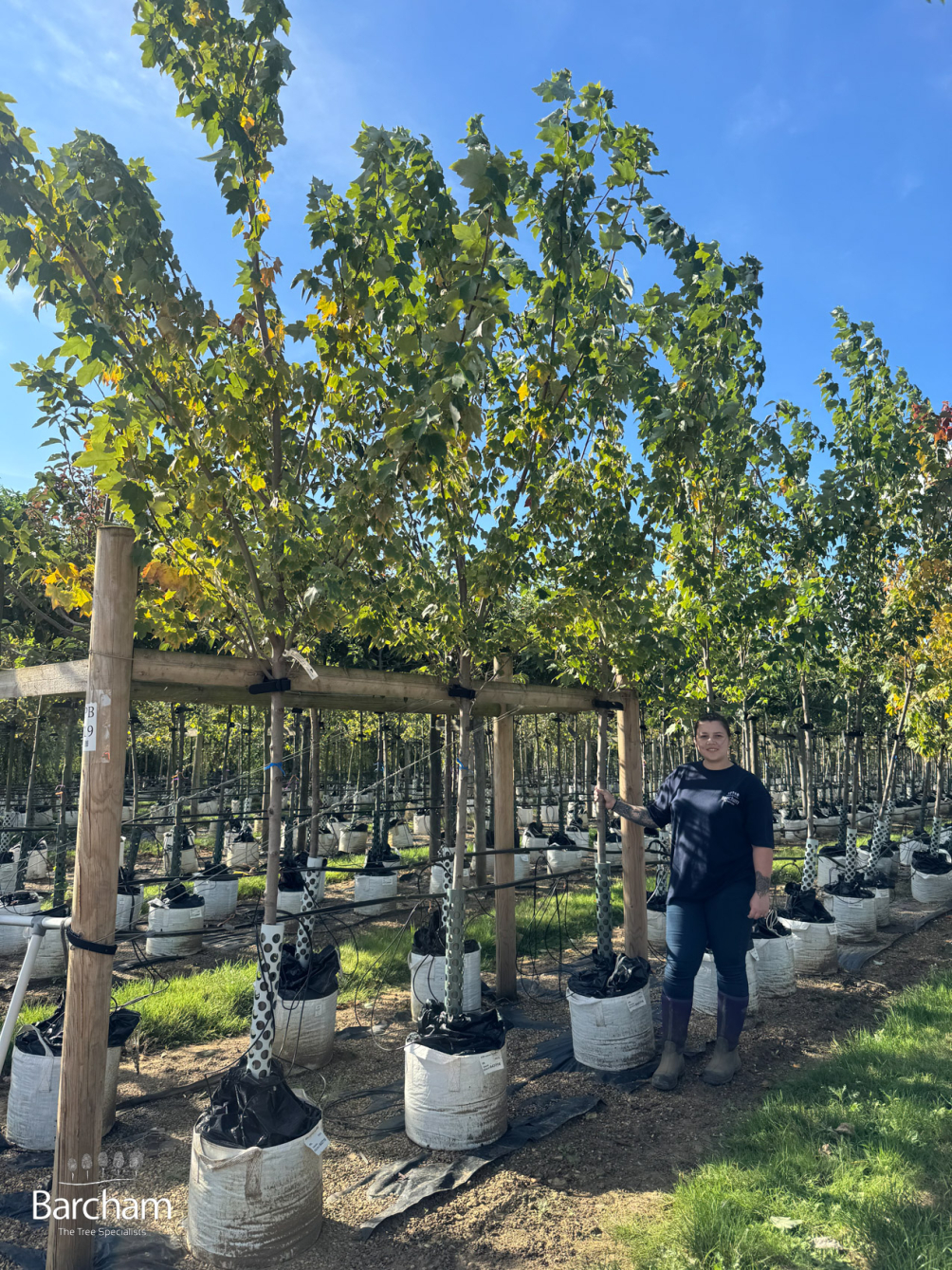 Medium Batch Photo 2025