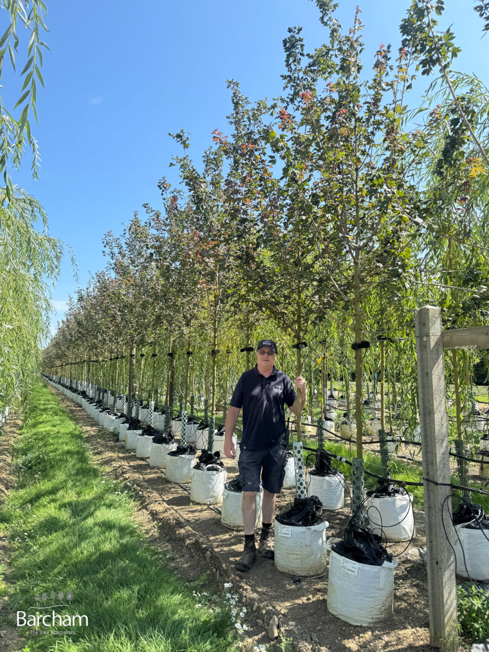 Medium Batch Photo 2025