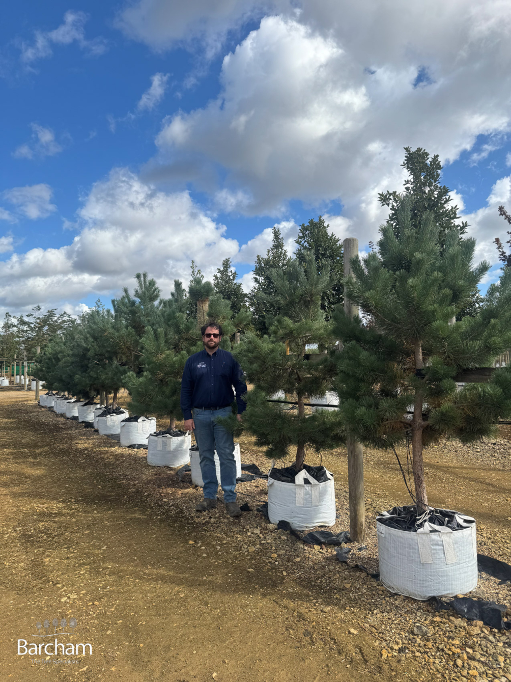 2-2.5m 100L Pinus Sylvestris