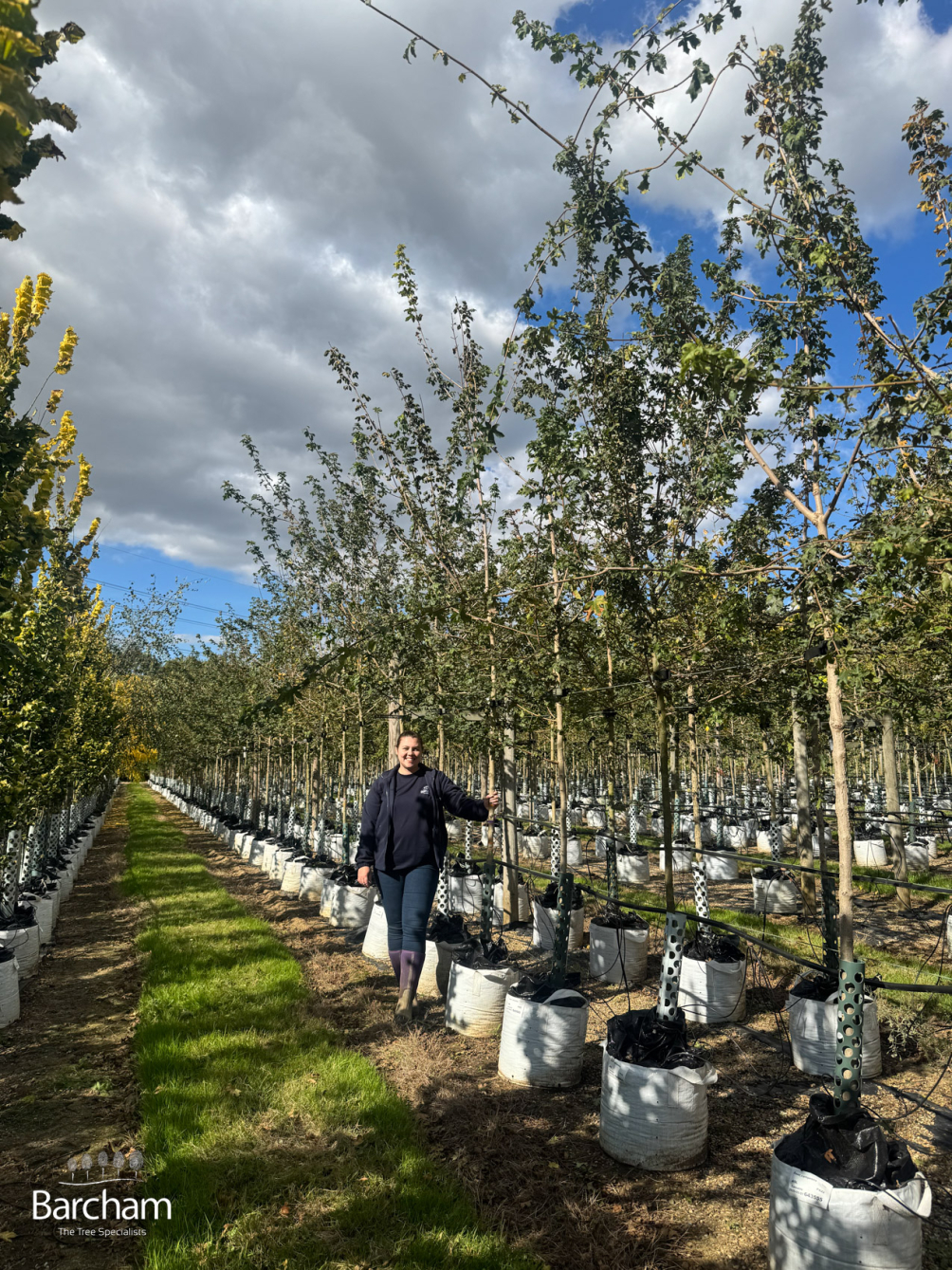 Medium-sized Acer campestre batch photo 2025