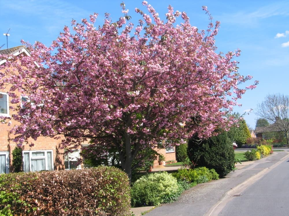Prunus Kanzan Cherry Blossom Kanzan Barcham Trees