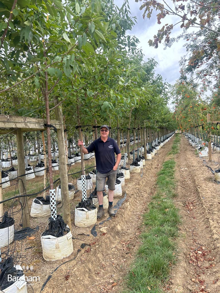 2026 Medium-sized Wild Cherry trees on the Barcham Trees nursery