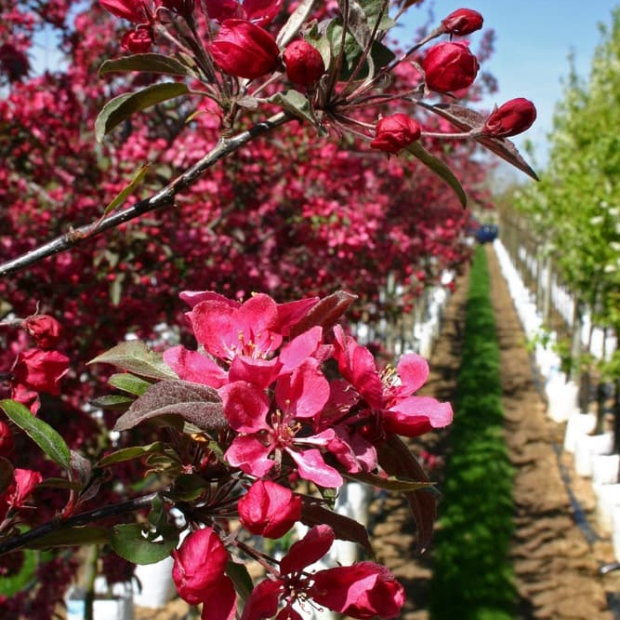 Malus profusion (Profusion Crabapple) for Sale - Barcham Trees