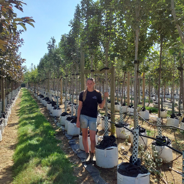 Manna Ash - Barcham Trees