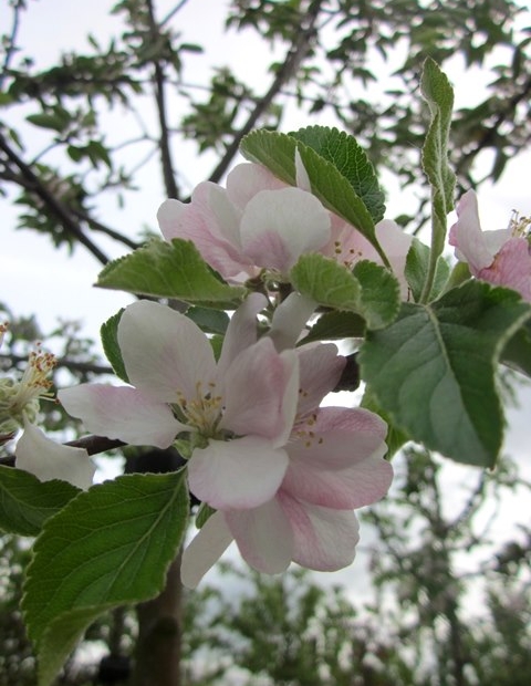 Malus Cox's Orange Pippin (Cox Apple) Barcham Trees - Main Image