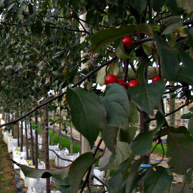 Malus Mokum (Crab Apple Tree) - Barcham Trees