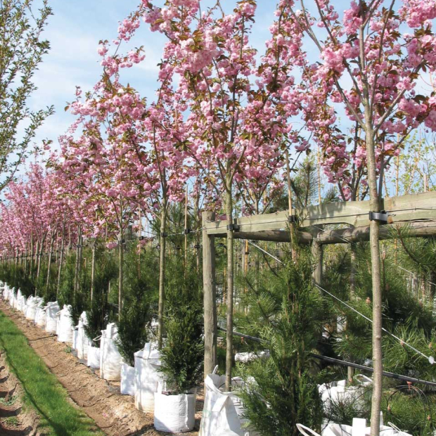 Prunus Kanzan (Cherry Blossom Kanzan) Barcham Trees