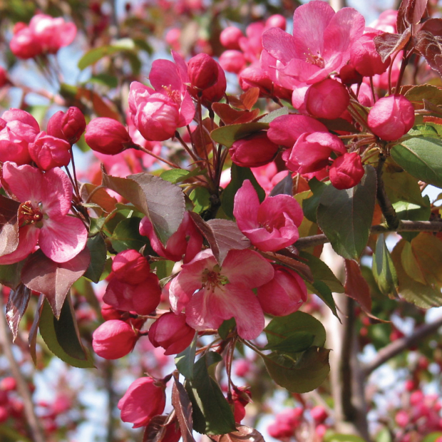 Malus Rudolph (Crab Apple Rudolph) Tree for Sale - Barcham Trees