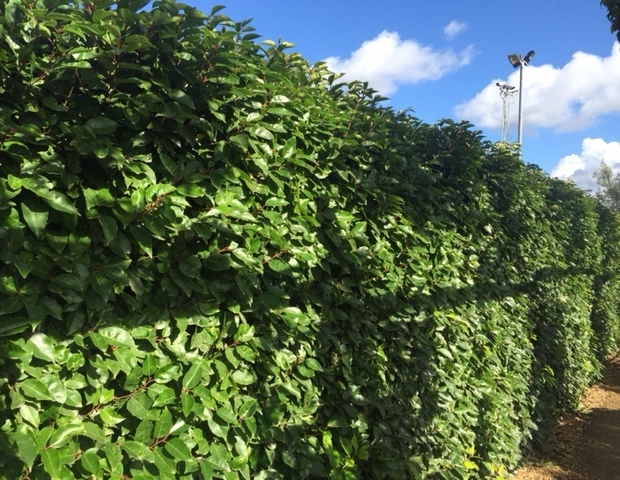 Portuguese Laurel Bush/Hedge (Prunus lusitanica) - Barcham Trees