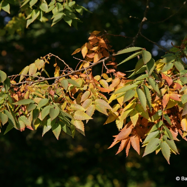 Zelkova serrata Green Vase (Keyakim Keaki) - Barcham Trees