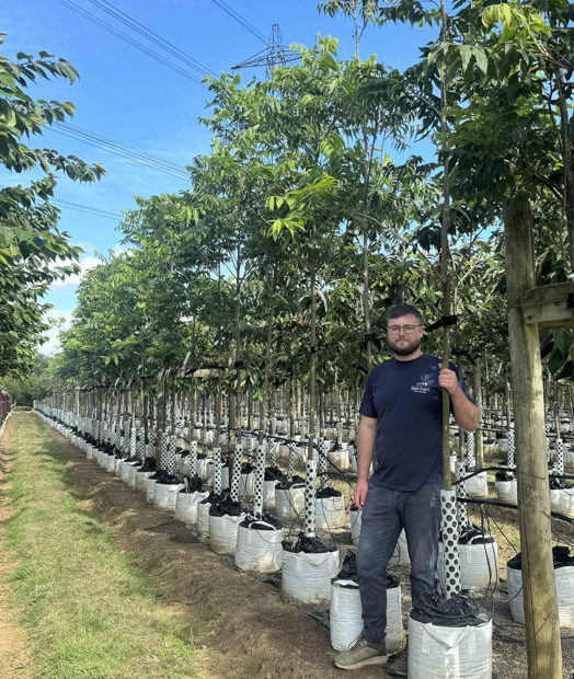Pecan - Barcham Trees