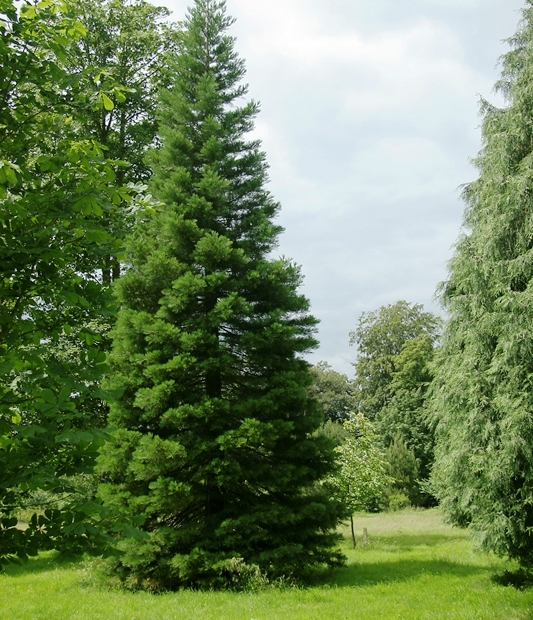 Wellingtonia (Sequoiadendron giganteum) - Barcham Trees