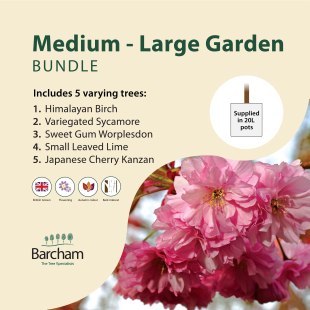Medium - Large Garden Bundle - Barcham Trees
