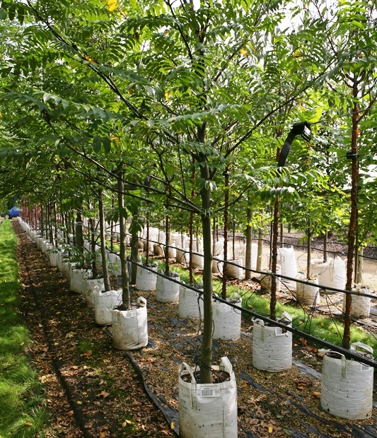 Pterocarya fraxinifolia (Wing Nut) for Sale - Barcham Trees