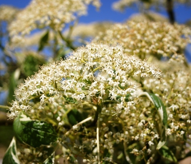 Wedding Cake Tree (Cornus controversa Variegata) - Barcham Trees