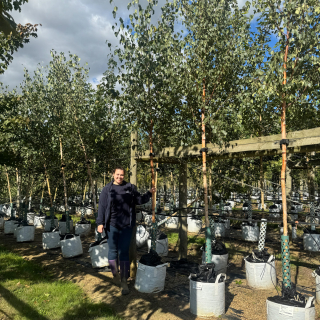 Betula pendula Westwood in a row