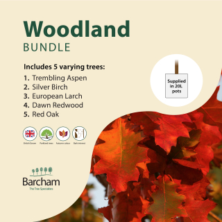 Woodland Tree Bundle in 20L Containers