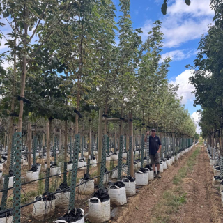 Row of medium-size Drummonds Maple trees - 2026 Batch