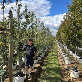 Acer campestre size Medium 2026
