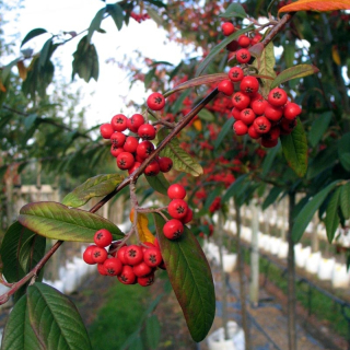 Red berries of Cotoneaster cornubia