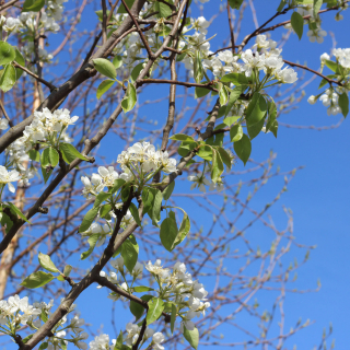 yrus communis Conference flowers