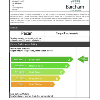 Carbon rating