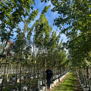 Acer platanoides Emerald Queen Medium batch photo 2025