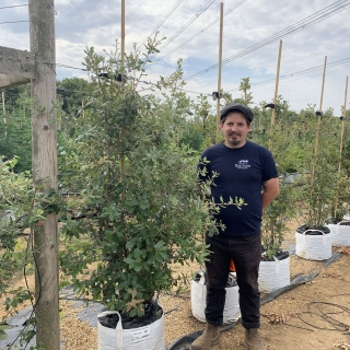 Multi Stemmed Quercus Ilex Holm Oak Barcham Trees