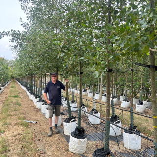 2026 Medium-sized Common Alder trees