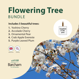 Flowering Tree Bundle in 20 Litre Containers