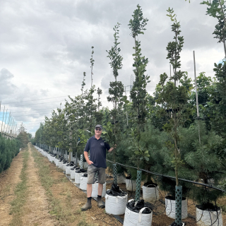 Medium  Quercus robur Fastigiata Koster 2026