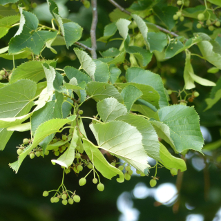 Foliage and fruits