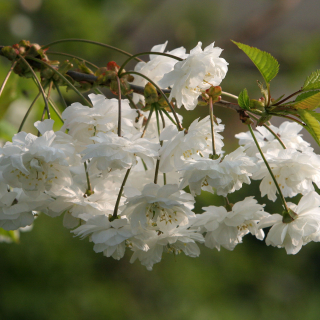 Prunus avium Plena Blossom