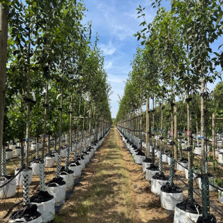 Medium-sized Juneberry Trees on the Barcham Trees nursery