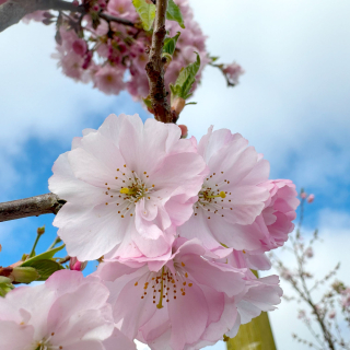 The pink flowers of Prunus x subhirtella Autumnalis Rosea