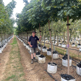 2026 Row of medium specimens