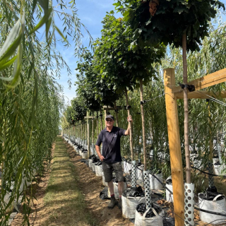 2026 Row of medium-size Acer platanoides Globosum trees at Barcham Trees nursery