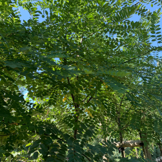 Foliage