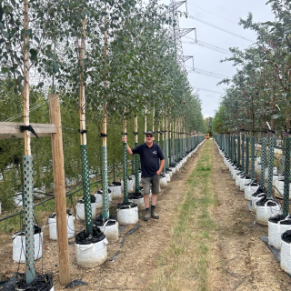 2026 Medium-sized Himalayan Birch trees at Barcham