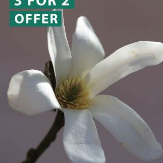 The pretty flower of Magnolia kobus in detail