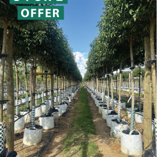 Row of Medium Ligustrum japonicum