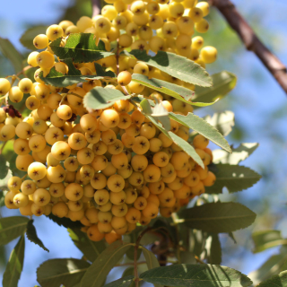 The yellow berry like fruit of Sorbus aucuparia Golden Wonder