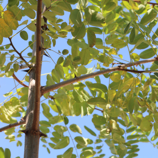 Foliage and thorn close up