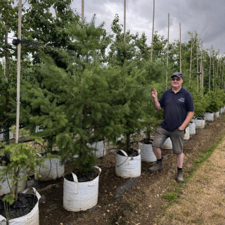 Pseudotsuga menziesii Batch Photo 2026