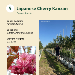 Japanese Cherry Kanzan / Prunus Kanzan ~ 2.0-2.5m