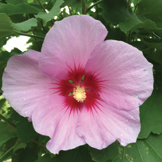 Hibiscus syriacus Flower